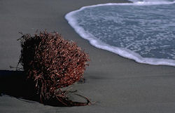 Along with paper and agricultural waste, could seaweed soon be powering Scottish businesses?